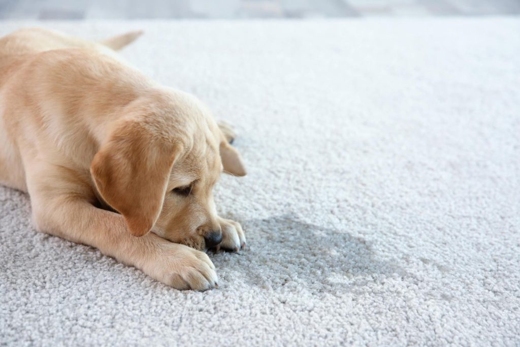 cute-puppy-lying-carpet-near-wet-spot rexburg carpet cleaning